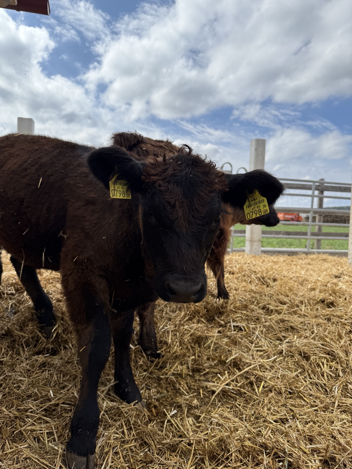 Galloway-Kalb mit Ohrmarke unter freiem Himmel