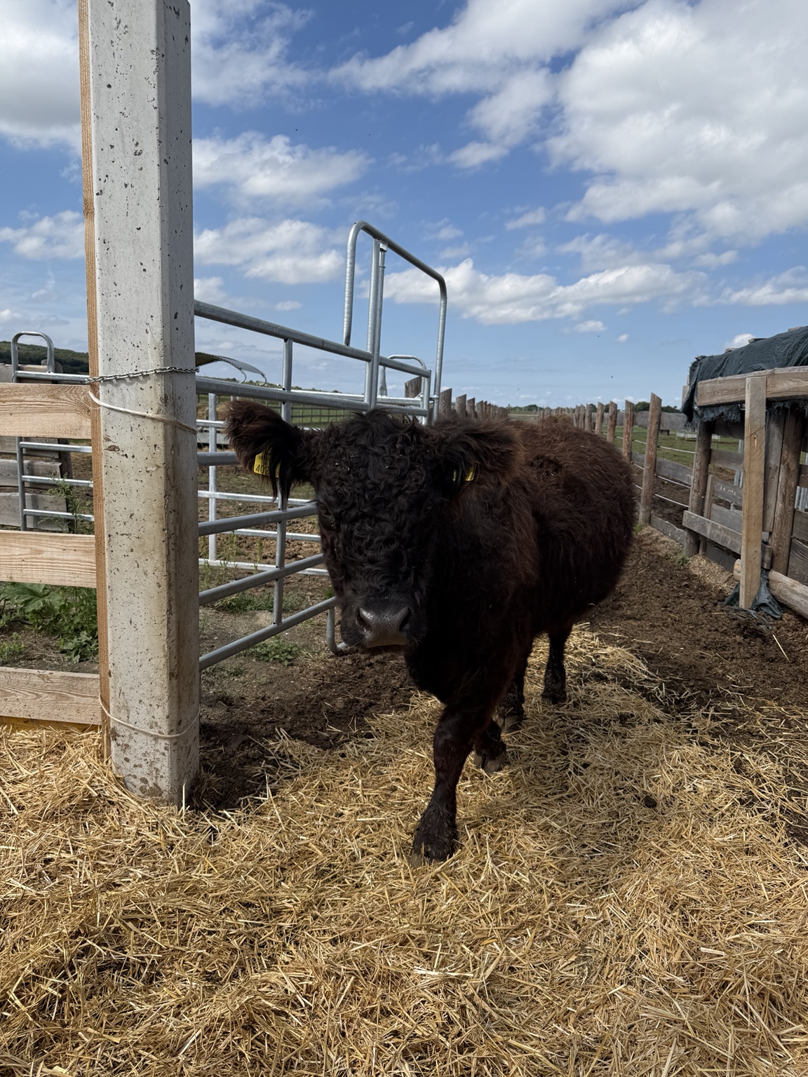 Galloway-Rind mit lockigem Fell im Gehege