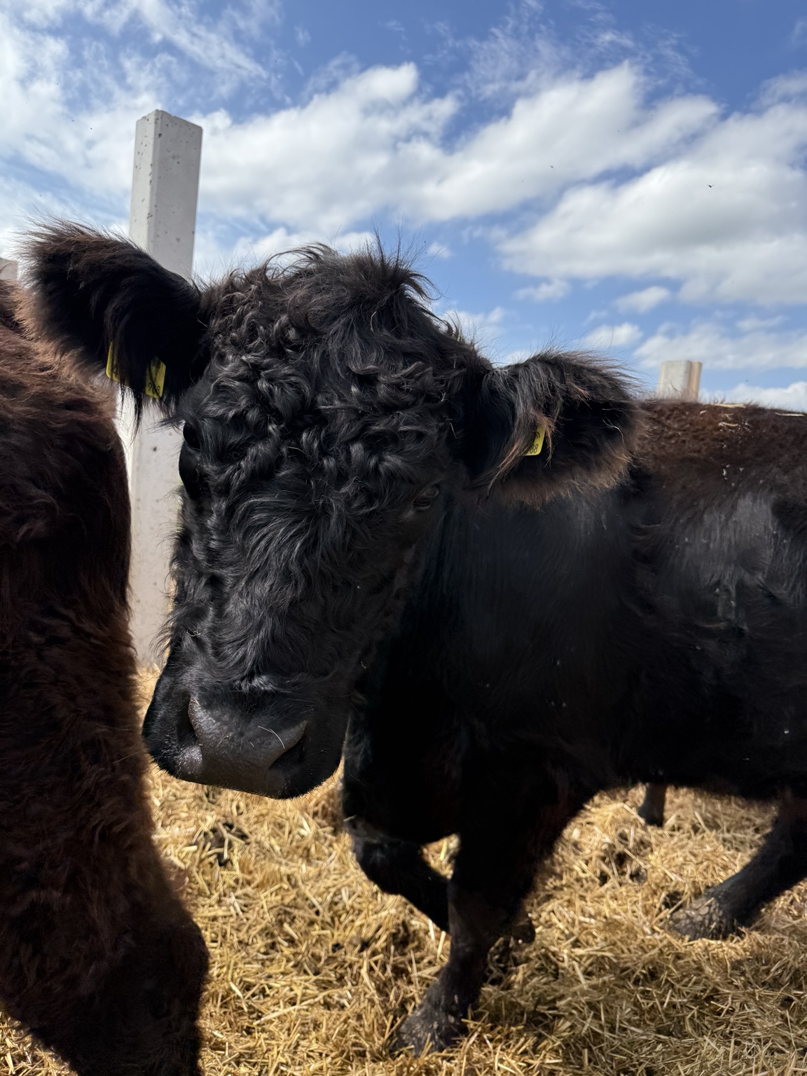 Galloway-Rinder beim gemeinsamen Fressen am Futtergitter